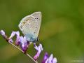 Polyommatus myrrhus (Çokgözlü Büyük Turanmavisi)